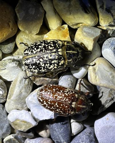 Réf. 325 067 : Polyphylla fullo fullo